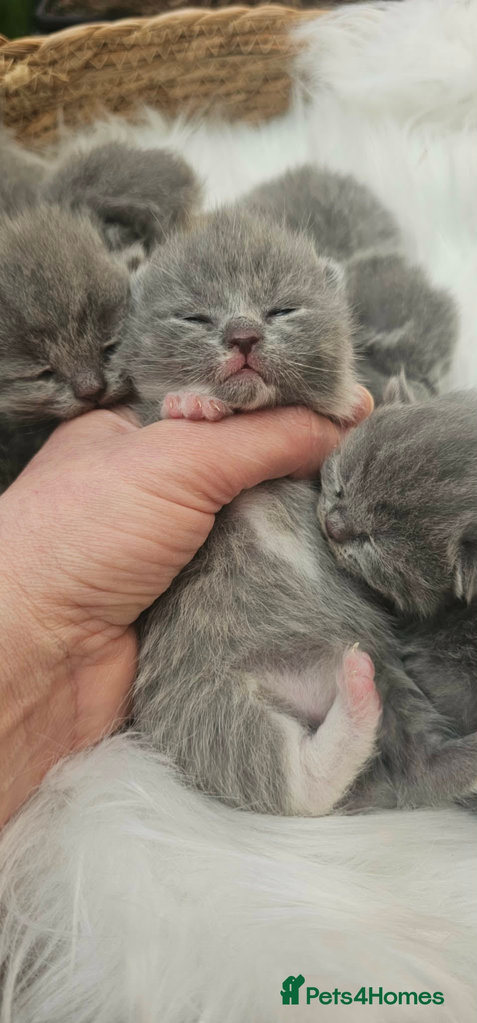 British Shorthair cats High Quality British Shorthair Kittens GCCF - Advert 1