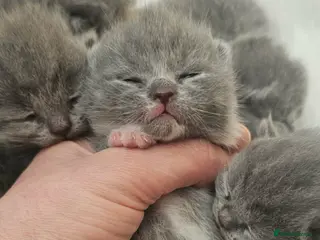 British Shorthair cats for sale: High Quality British Shorthair Kittens GCCF - Advert 1