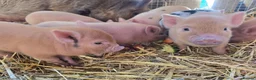 Pig livestock for sale: 🐷 MINI PIGLETS LOOKING FOR THEIR FOREVER HOMES 🐷 - Advert 4