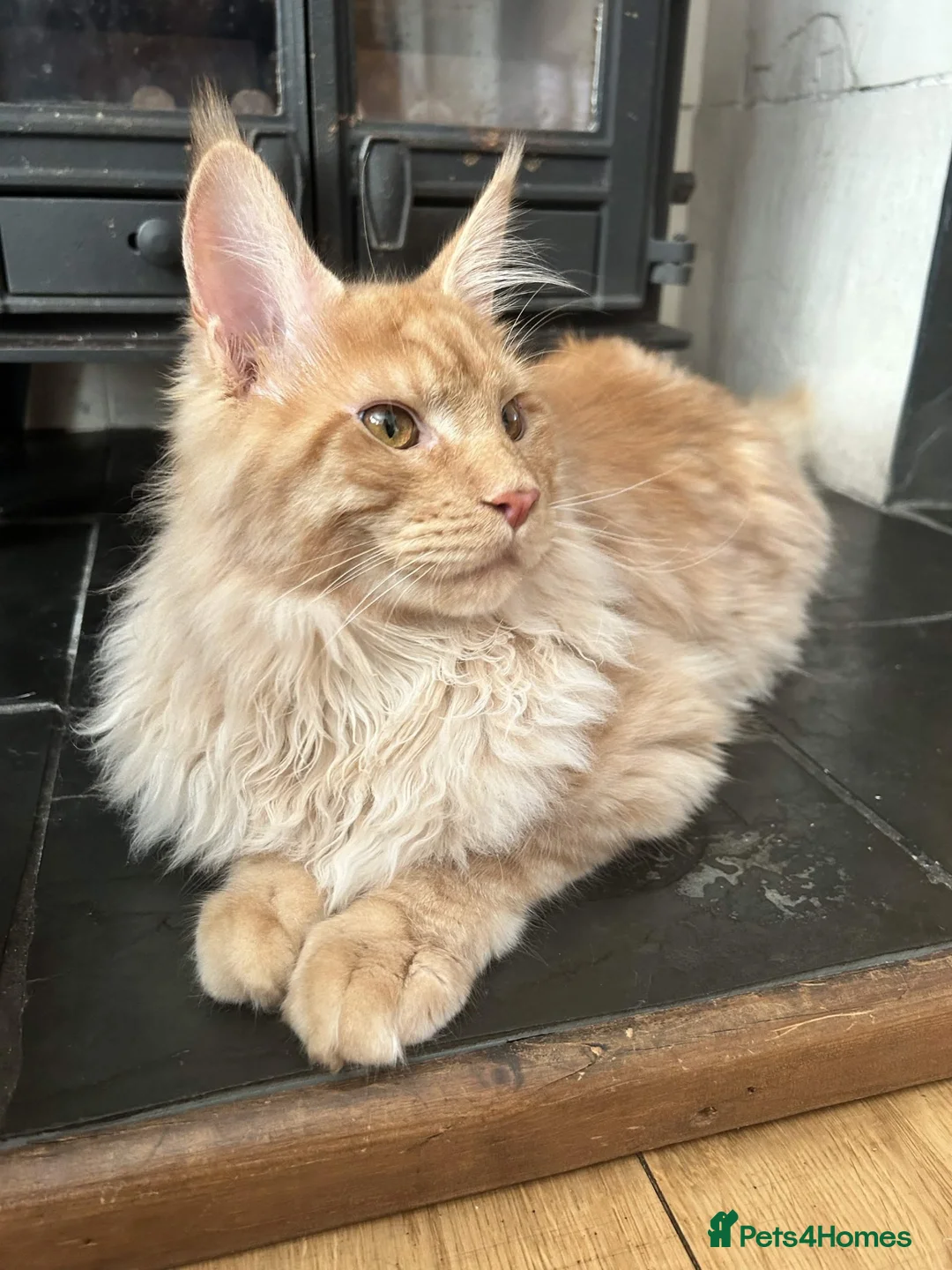 Maine Coon cats for sale: ⭐️⭐️TICA REGISTERED MAINE COON BOY⭐️⭐️ - Advert 1