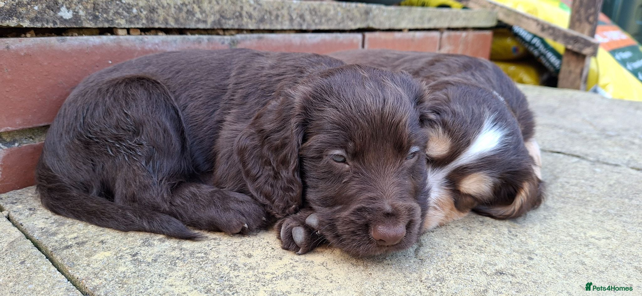 Cocker Spaniel dogs Gorgeous litter of Cocker Spaniel Puppies - Advert 2