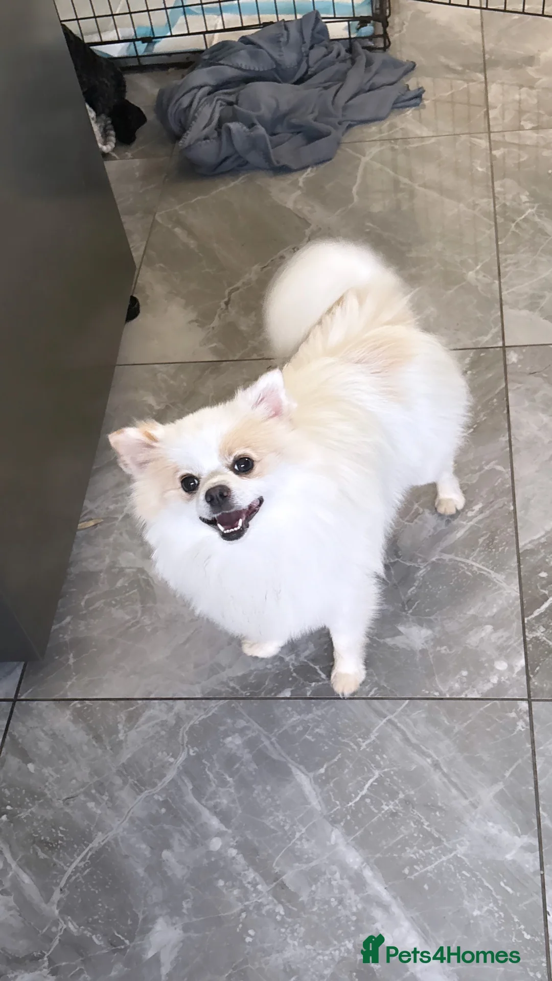 Pomeranian dogs for stud: Pacho NORTH WEST  in Ellesmere Port - Advert 2