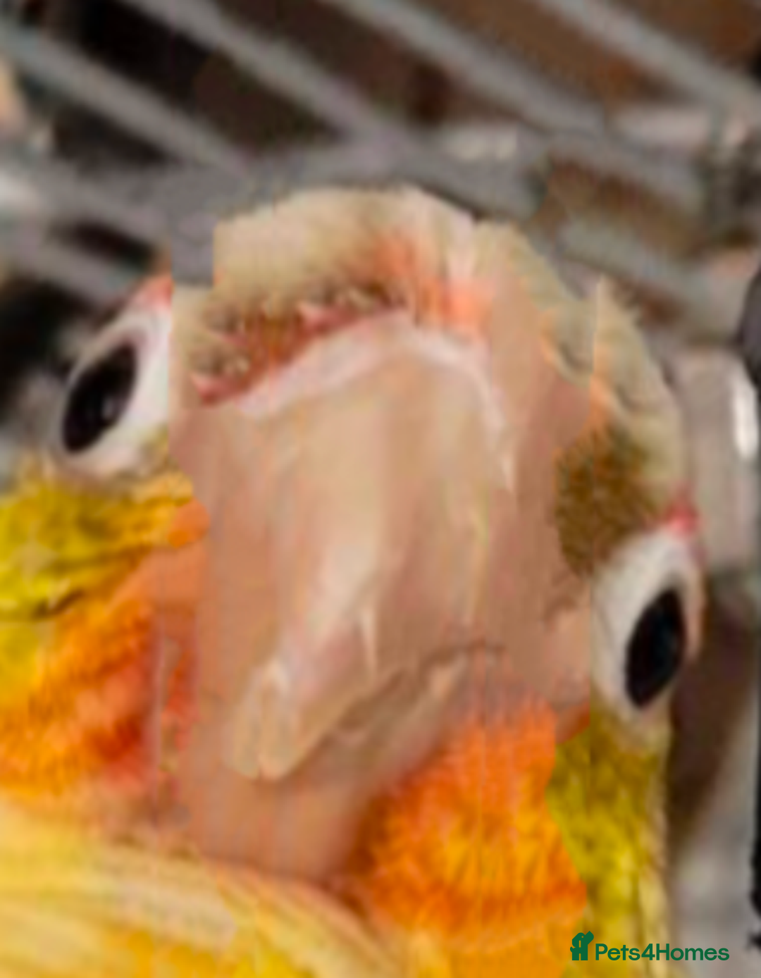 Conures birds for sale: Tamed male conure for sale - Advert 3