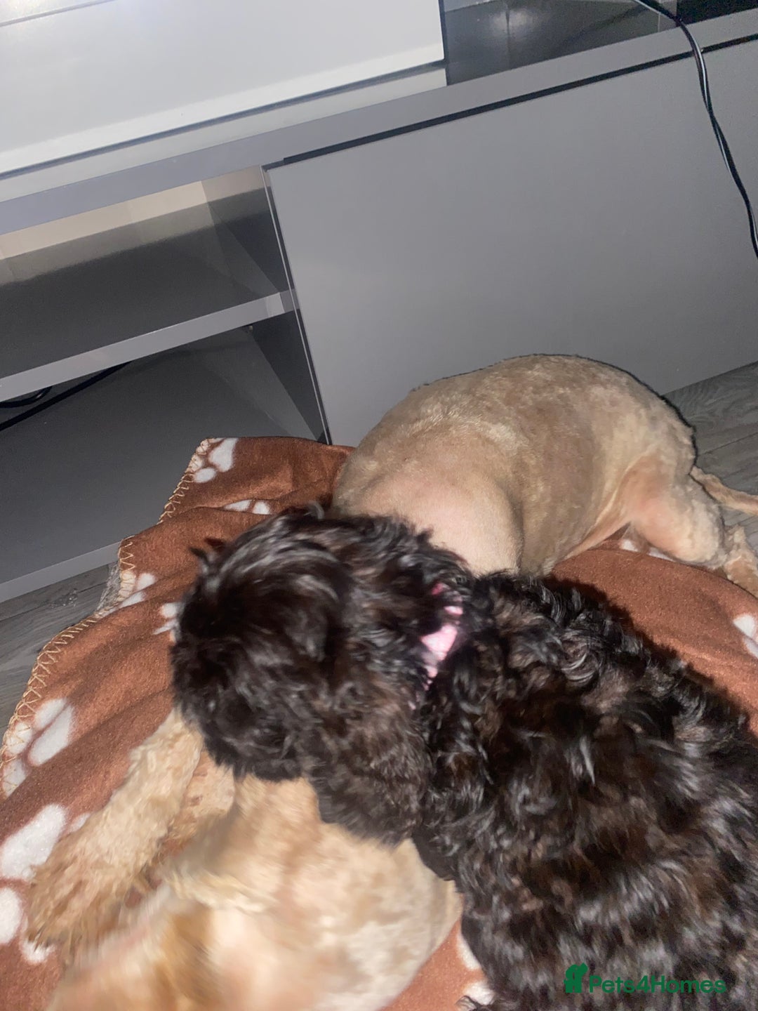 Cockapoo dogs for sale: Gorgeous American cockapoos  - Image 20