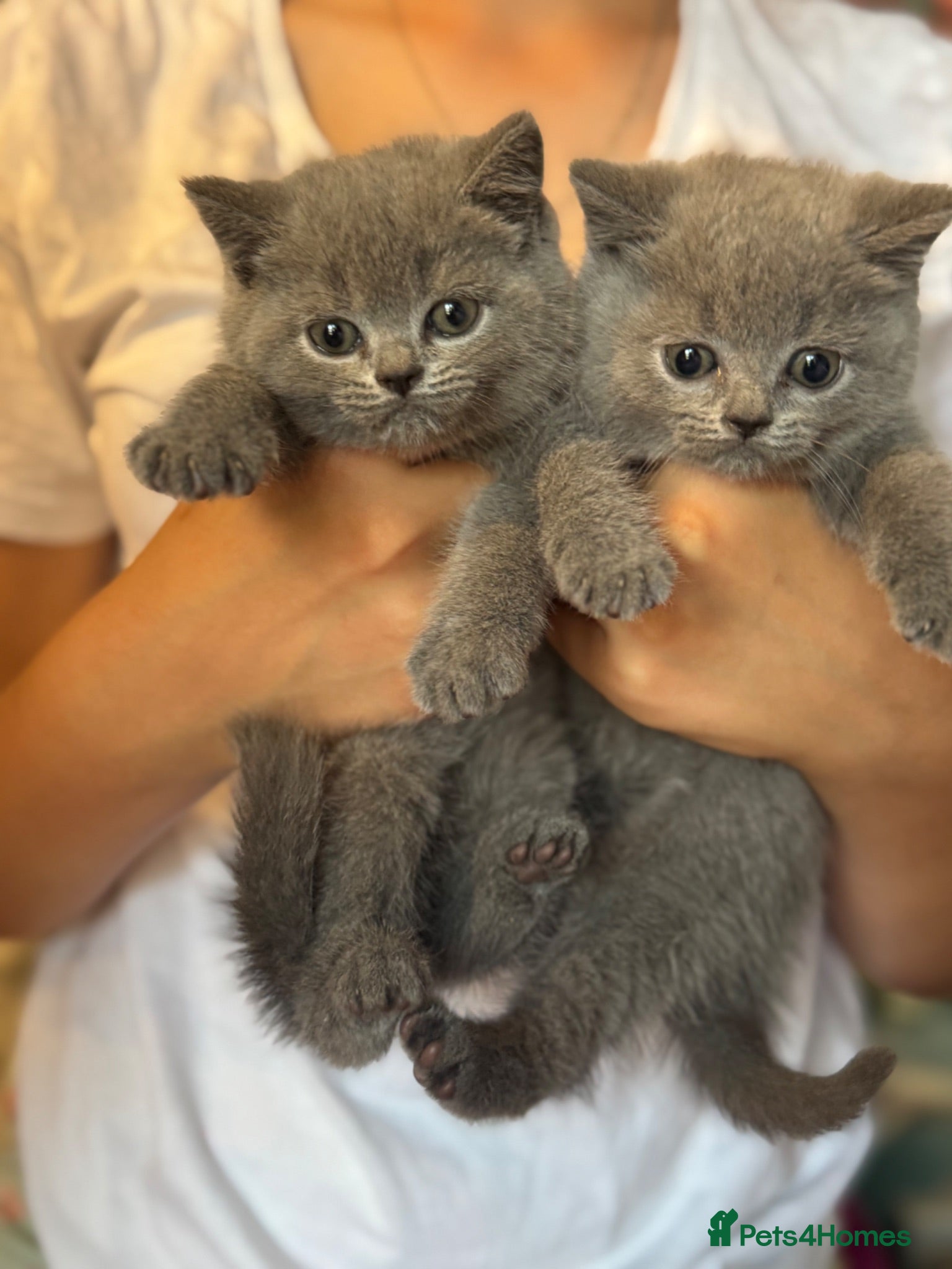 British Shorthair cats stunning affectionate Kittens available - Advert 2