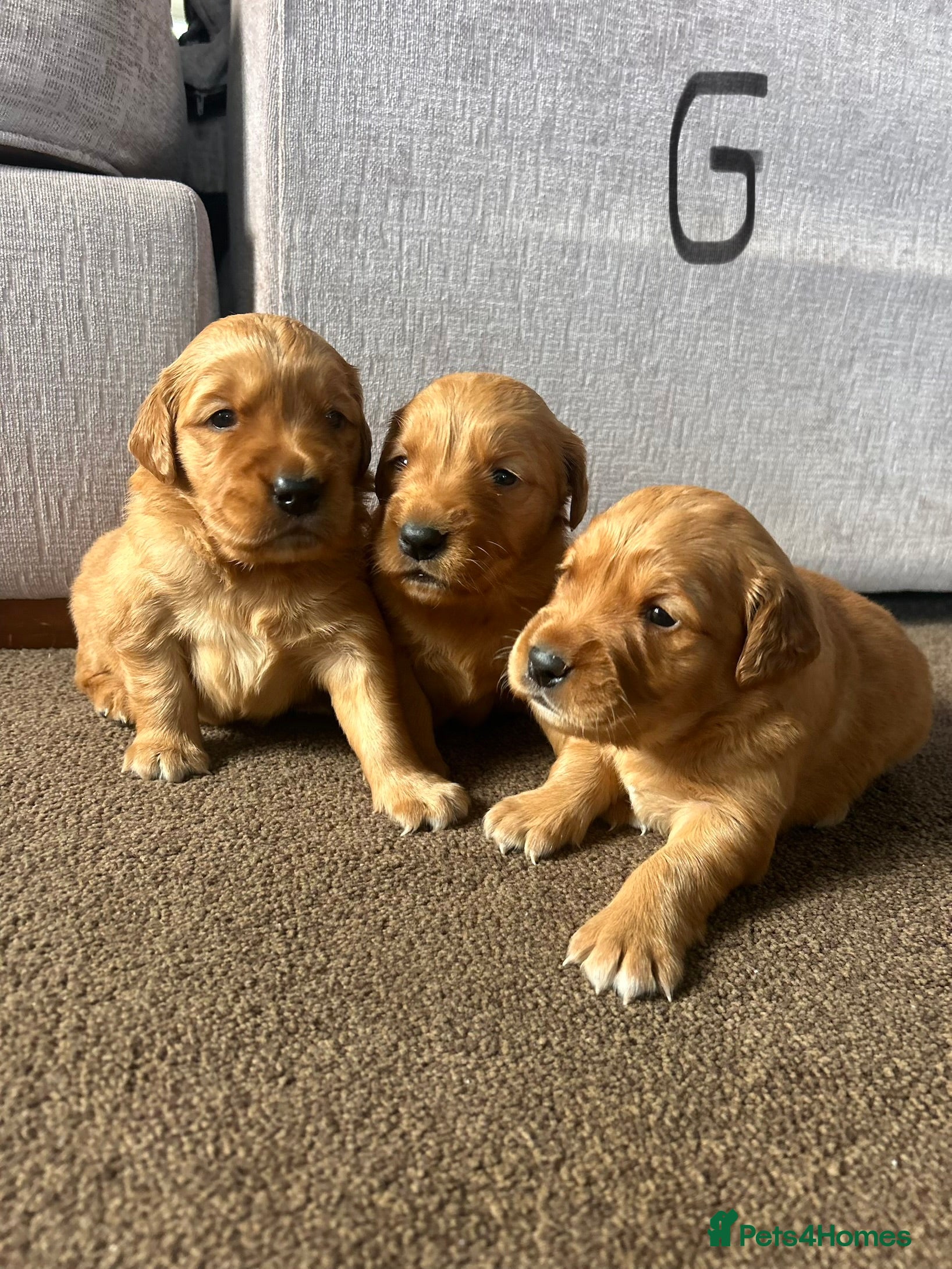 Golden Retriever dogs Dark Red Working Golden Retriever puppies  - Advert 6