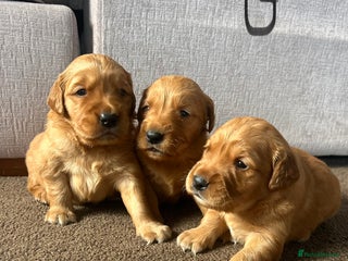 Golden Retriever dogs Dark Red Working Golden Retriever puppies - Advert 3