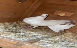 Pigeons birds for sale: Fantail pigeons  - Image 3