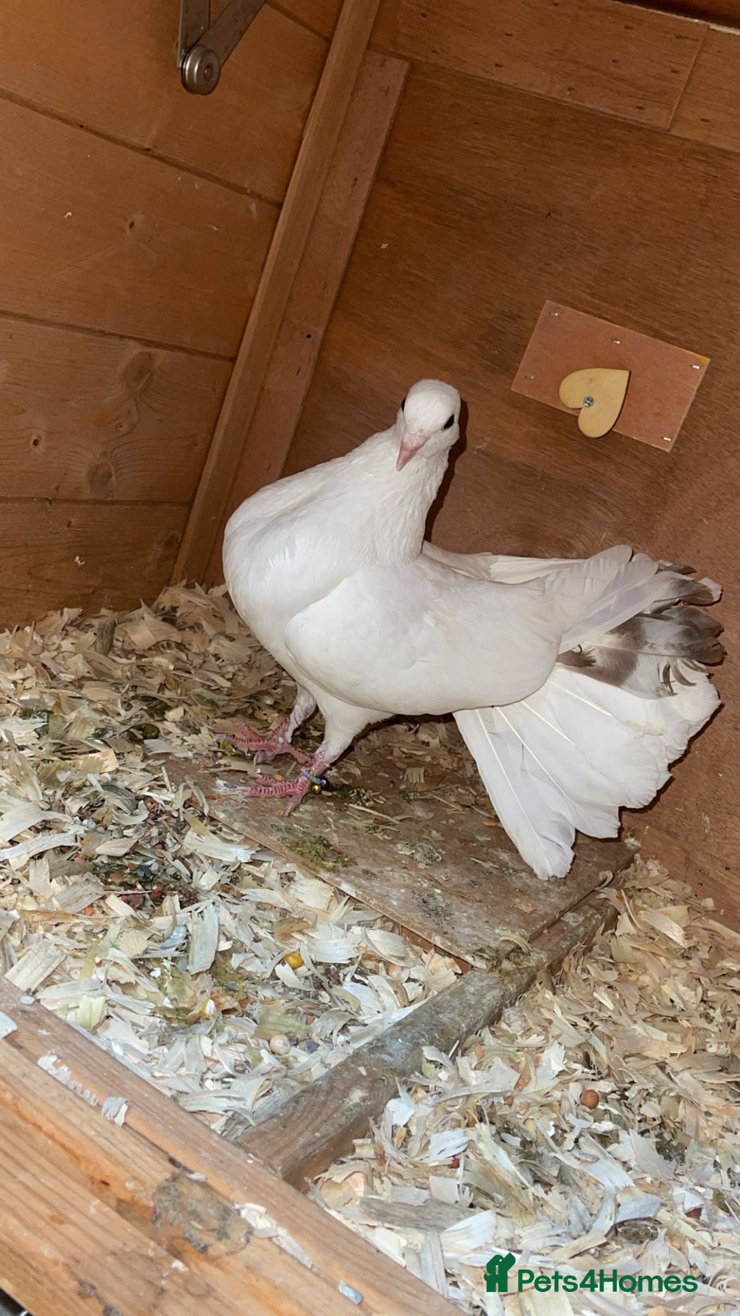 Pigeons birds for sale: Fantail pigeons  - Image 3