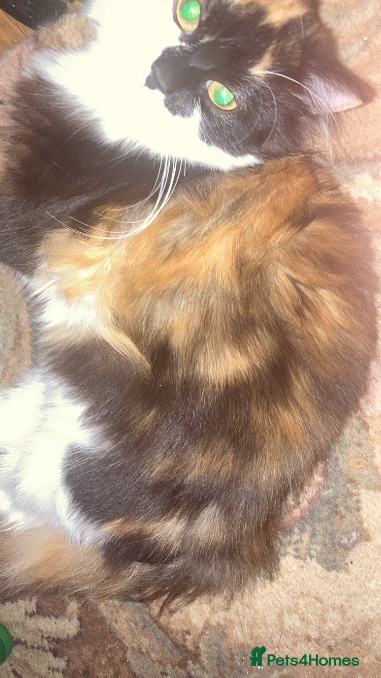 British Longhair cats cute british longhair - Advert 1