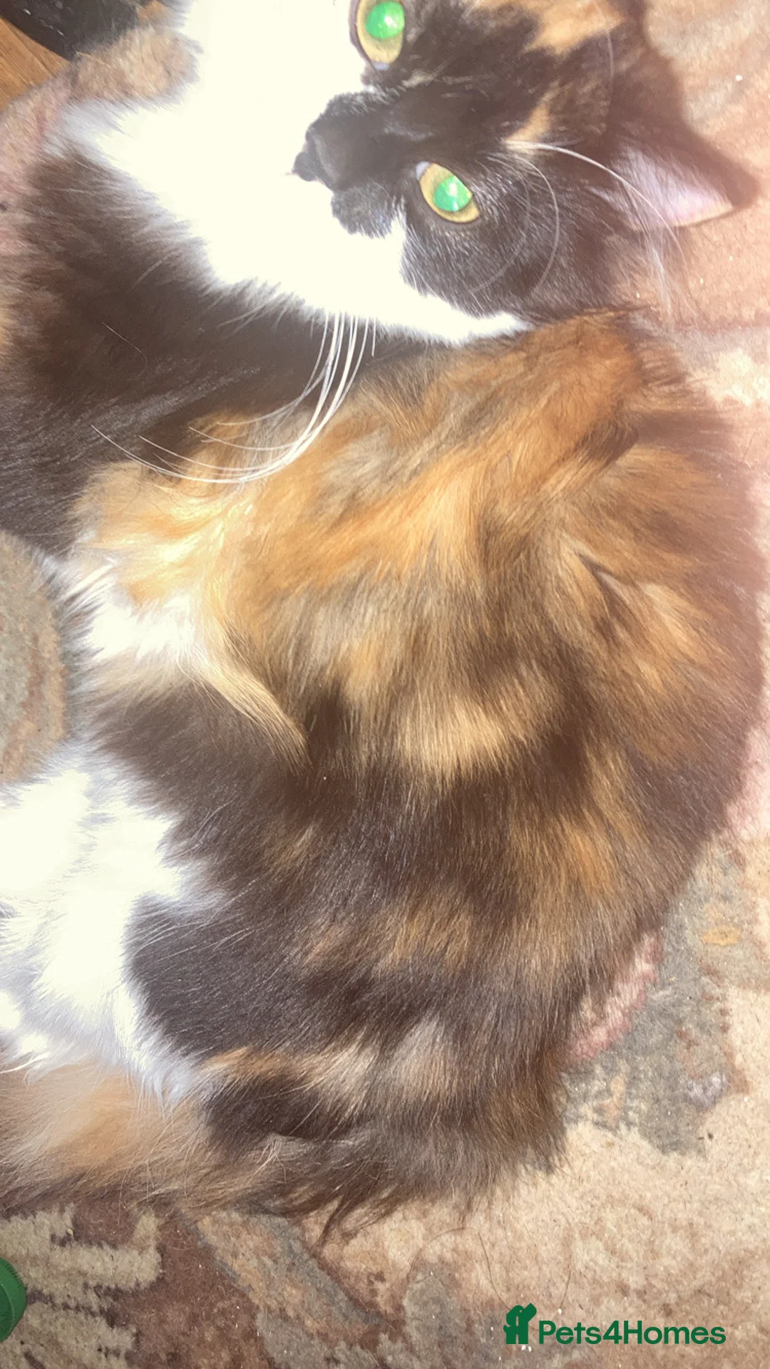 British Longhair cats for sale: cute british longhair - Advert 1