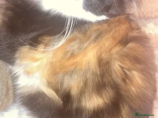 British Longhair cats cute british longhair - Advert 1