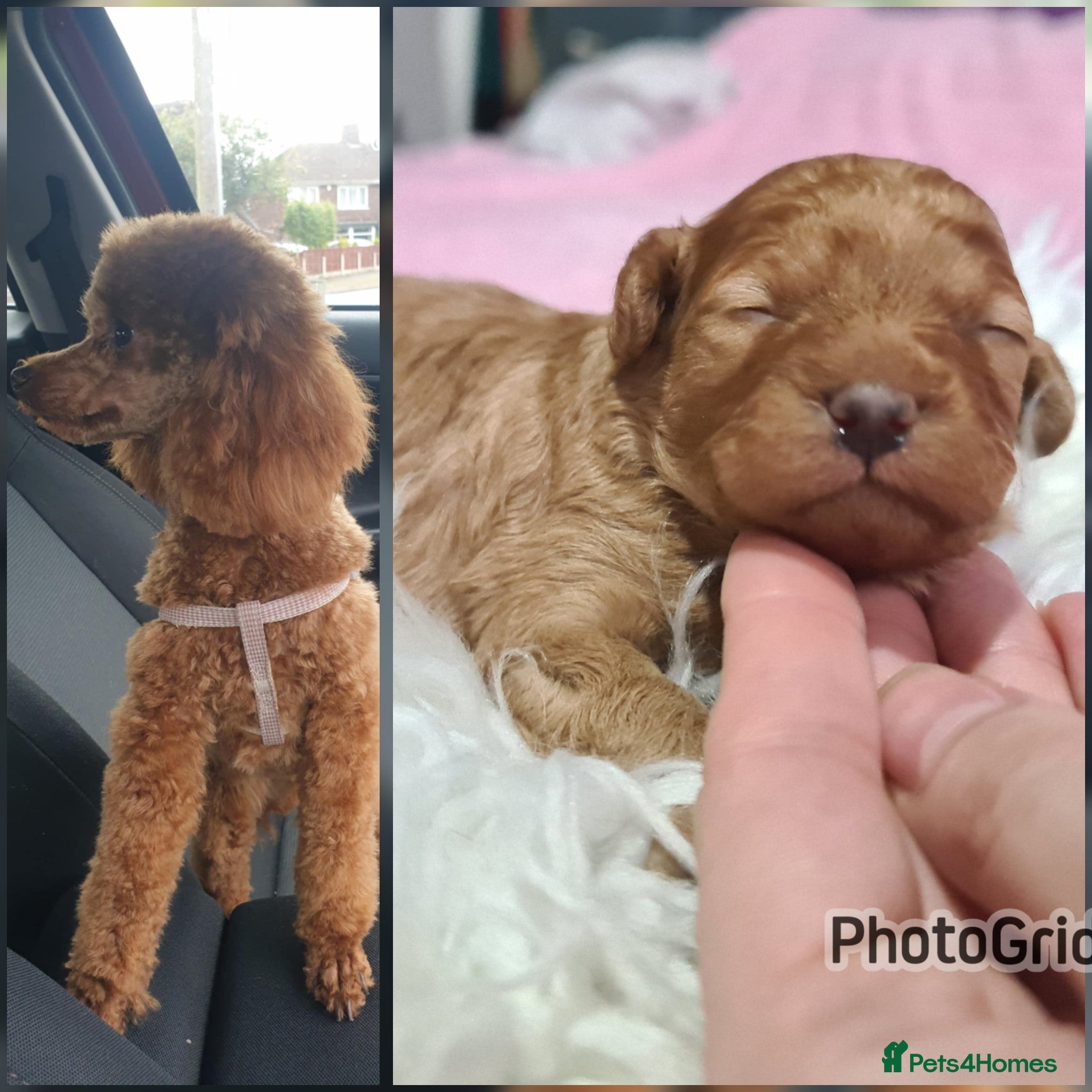 Toy Poodle dogs Last one beautiful toy poodle  - Advert 8