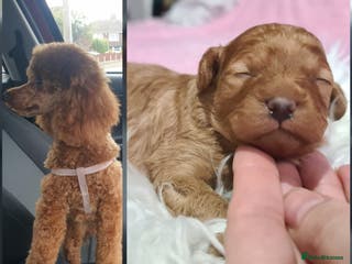 Toy Poodle dogs Last one beautiful toy poodle - Advert 8