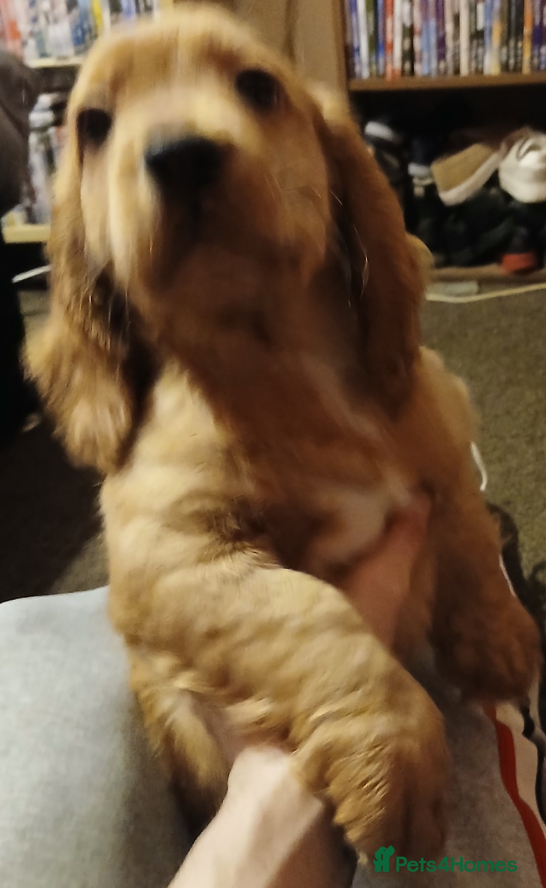 Cocker Spaniel dogs for sale: 2 cocker spaniel puppies left  - Advert 16