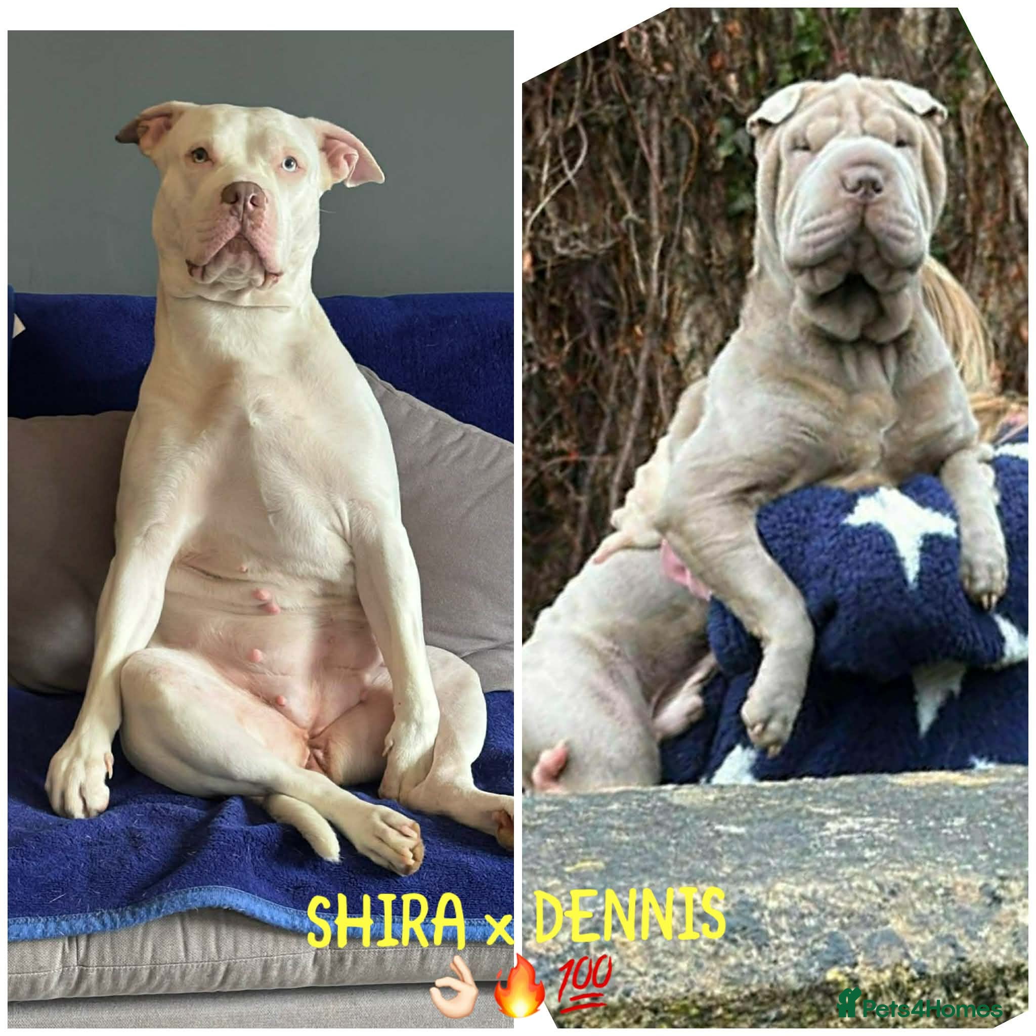 Mixed Breed dogs BULL-PEI - Advert 1