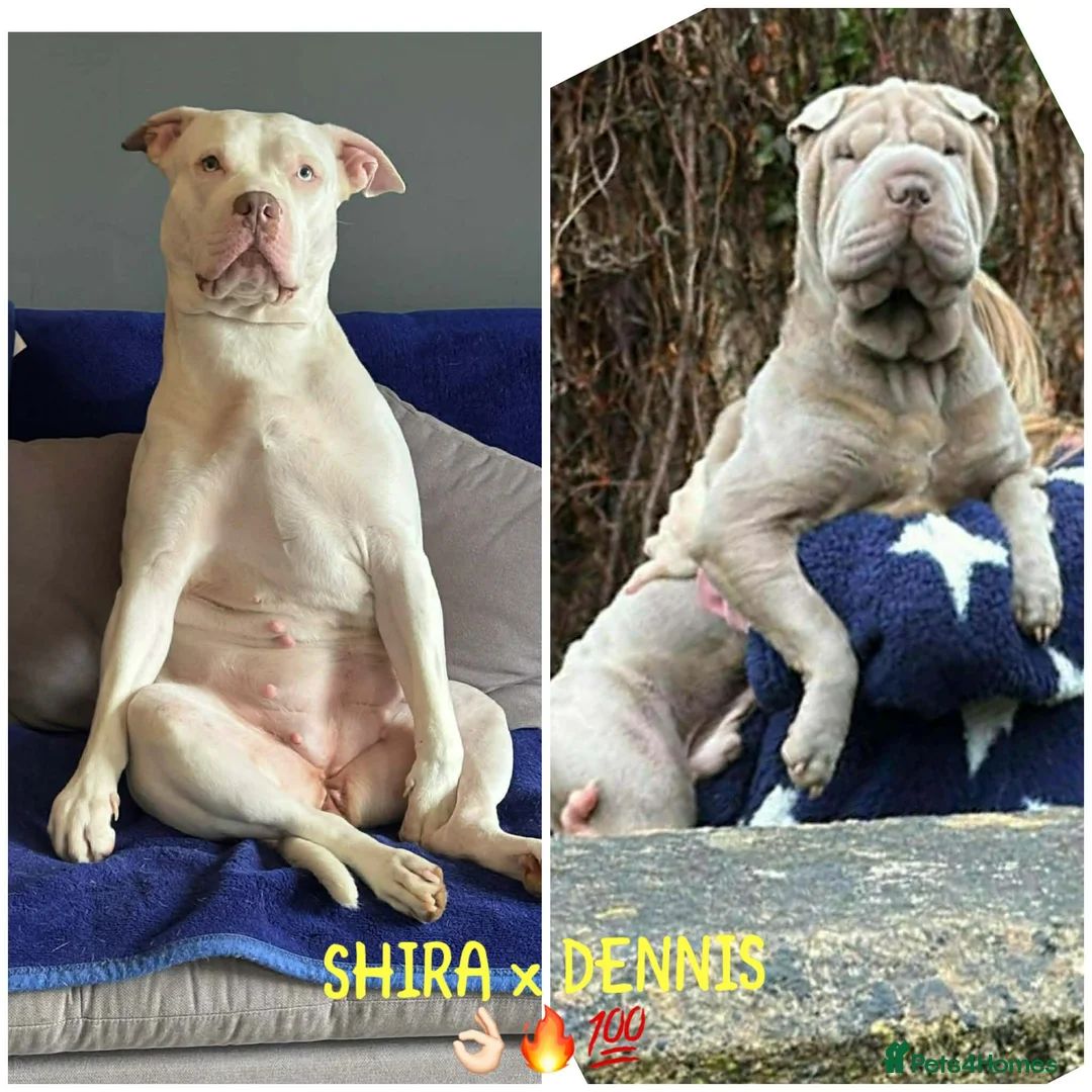 Mixed Breed dogs for sale: BULL-PEI in Winscombe - Advert 1