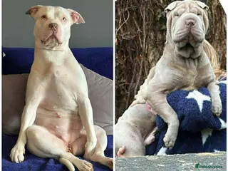 Mixed Breed dogs BULL-PEI - Advert 1
