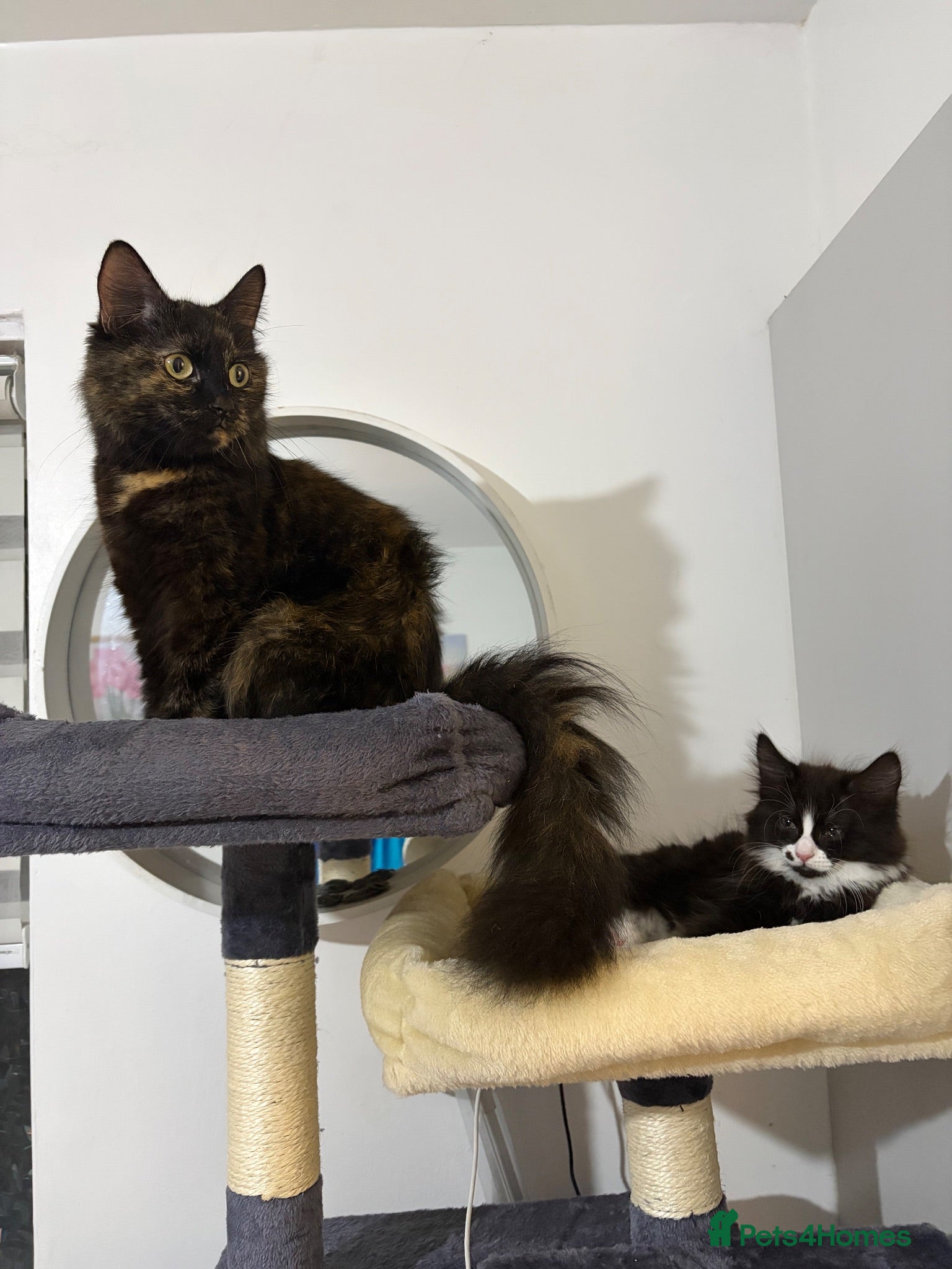 Mixed Breed cats Three beautiful female kittens! - Advert 18
