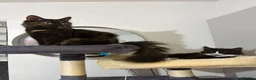Mixed Breed cats for sale: Three beautiful female kittens! - Advert 1