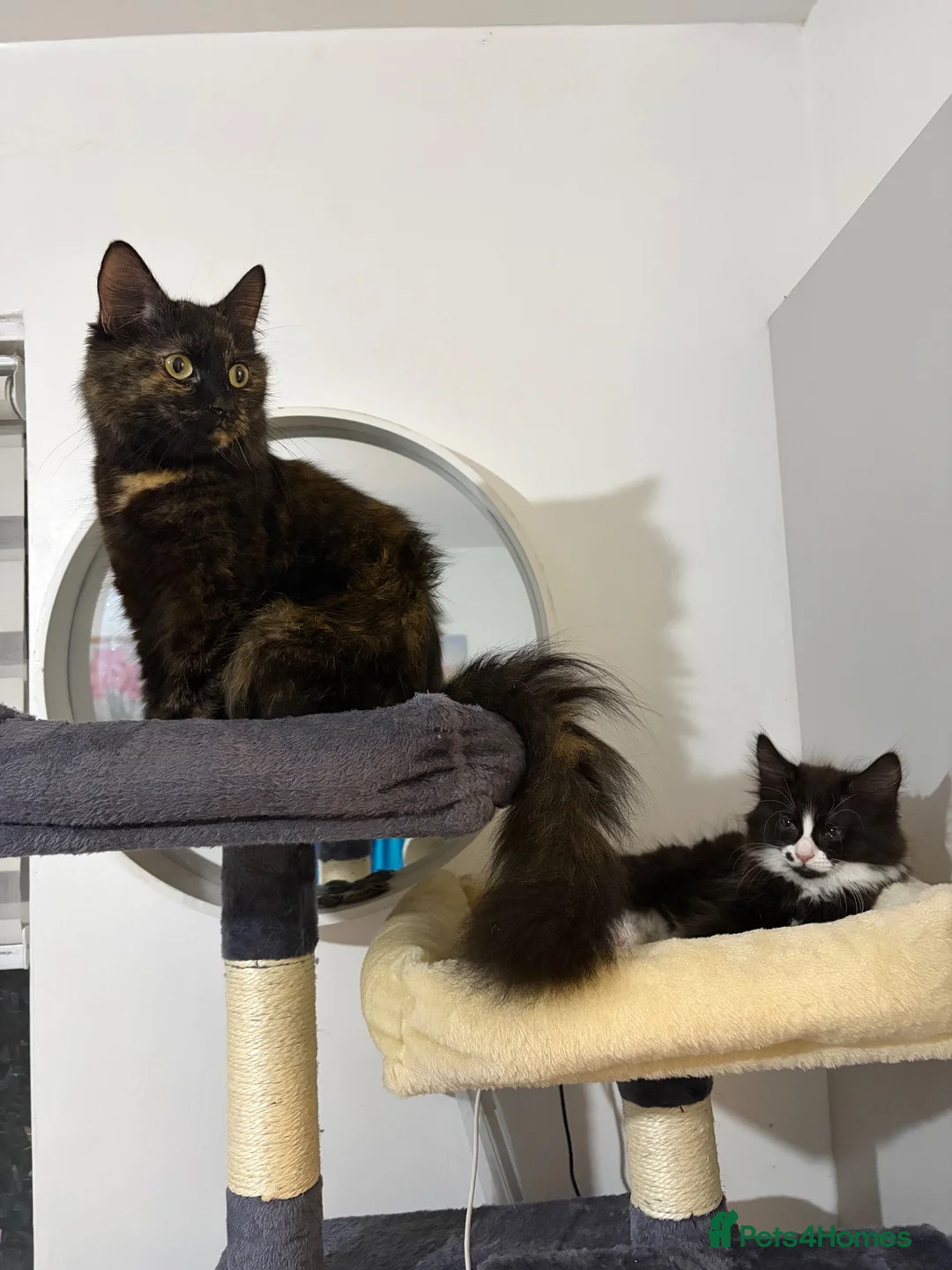 Mixed Breed cats for sale: Three beautiful female kittens! - Advert 1