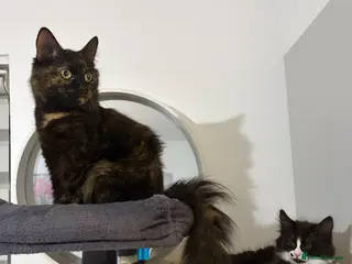Mixed Breed cats Two Sweet Sisters Looking for Their Forever Home! - Advert 2