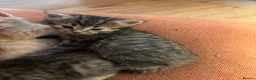 Mixed Breed cats for sale: Sweet tabby kittens (2 boys, 1girl) - Advert 13