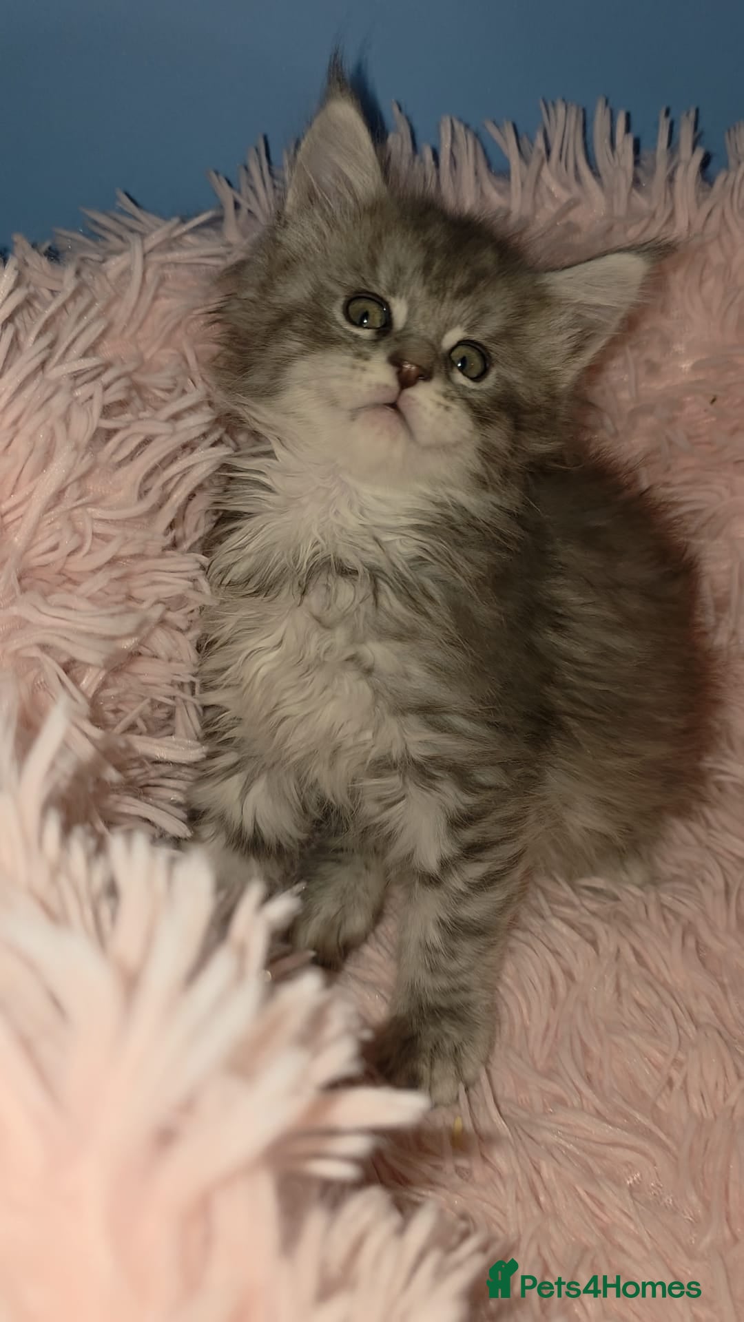 Maine Coon cats for sale: One beautiful tica female maine coon kitten left - Advert 4
