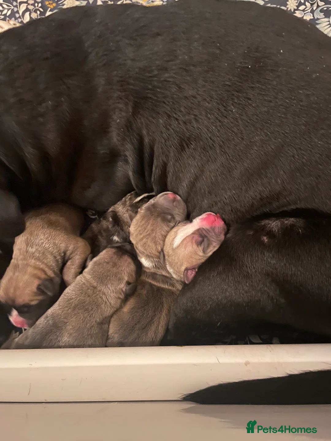 American Bully dogs for sale: ⭐️ 3/4 stunning Pocket bullys mix of colours ⭐️ - Advert 32