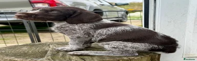 German Wirehaired Pointer Puppy 1