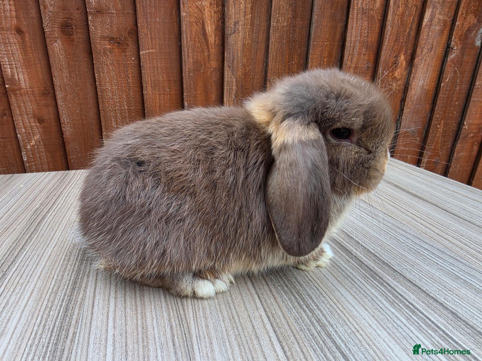 Mini Lop rabbits ❤️ LAST REMAINING GIRL ❤️  - Advert 8