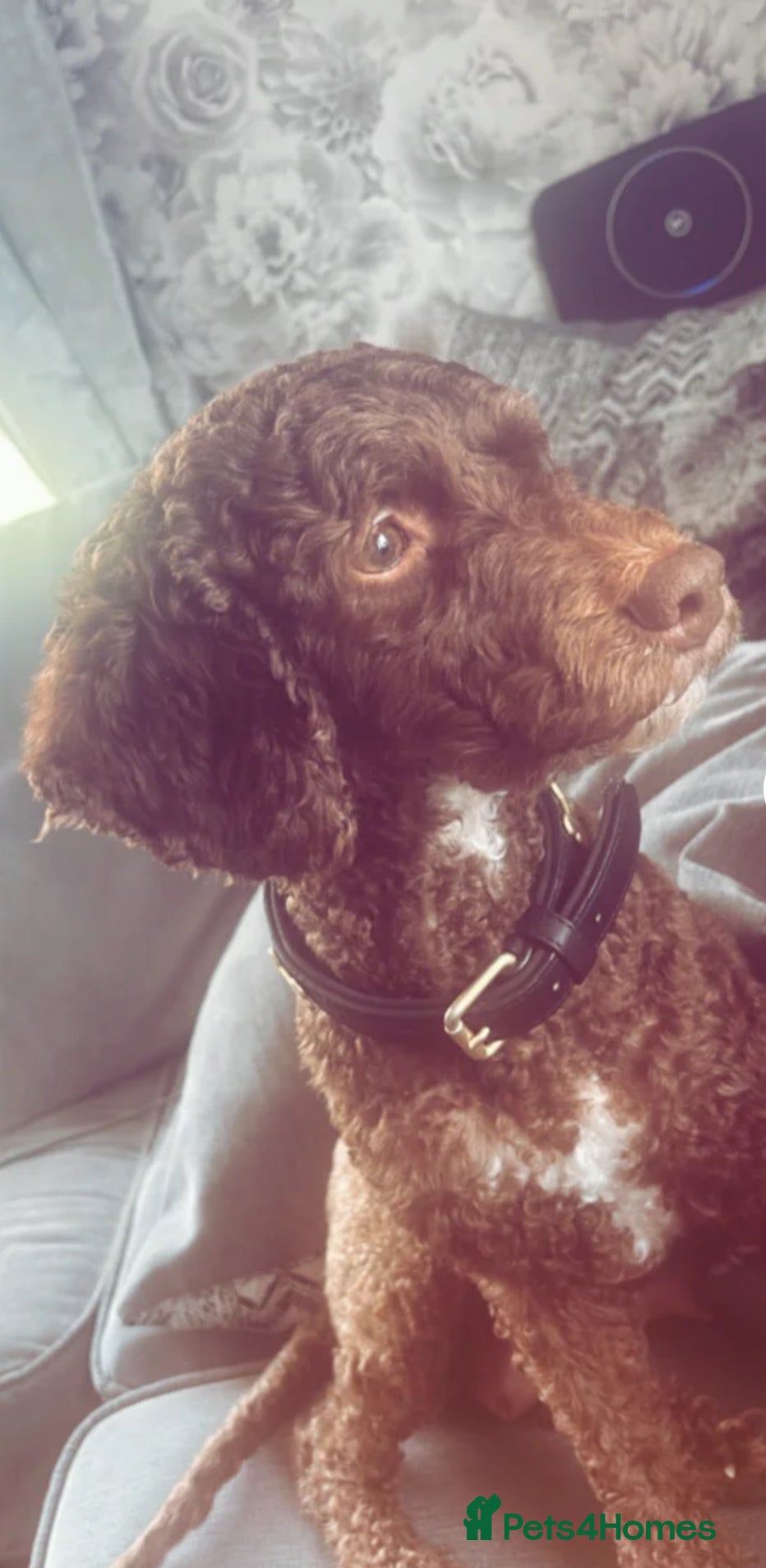 Cockapoo dogs for sale: Our beautiful bundles of fluff - Advert 1