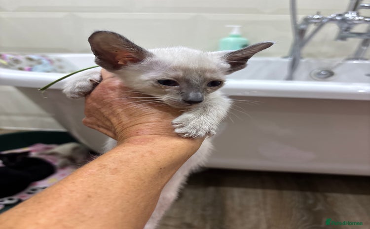 Siamese cats - Advert 10