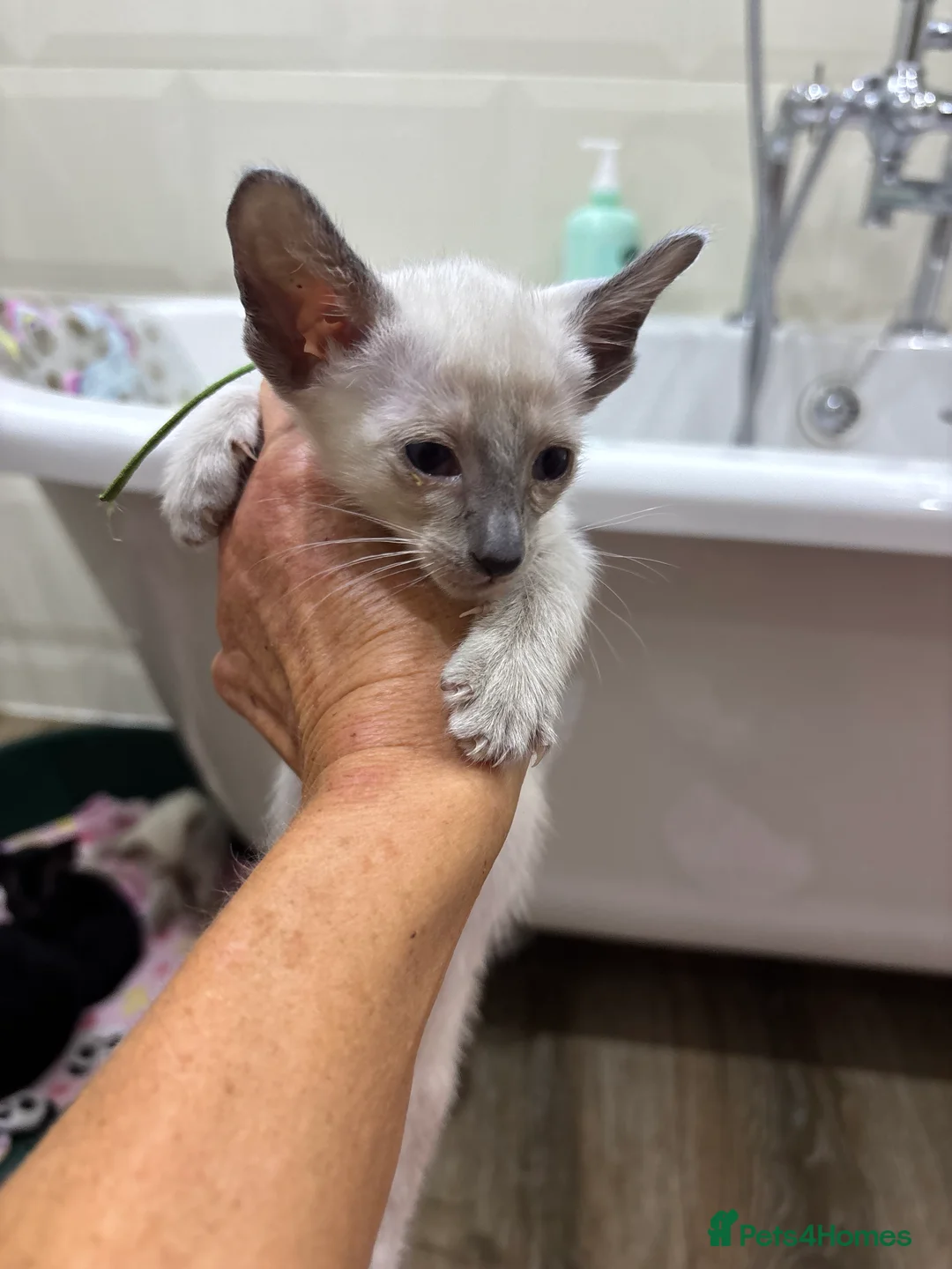 Siamese cats for sale: Siamese and orientals - Advert 3