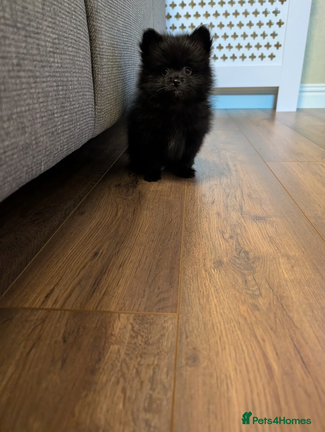 Pomeranian dogs for sale: Miniature Pomeranians - Advert 7