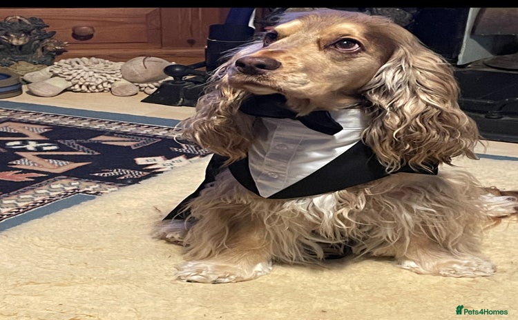 Cocker Spaniel dogs - Advert 2
