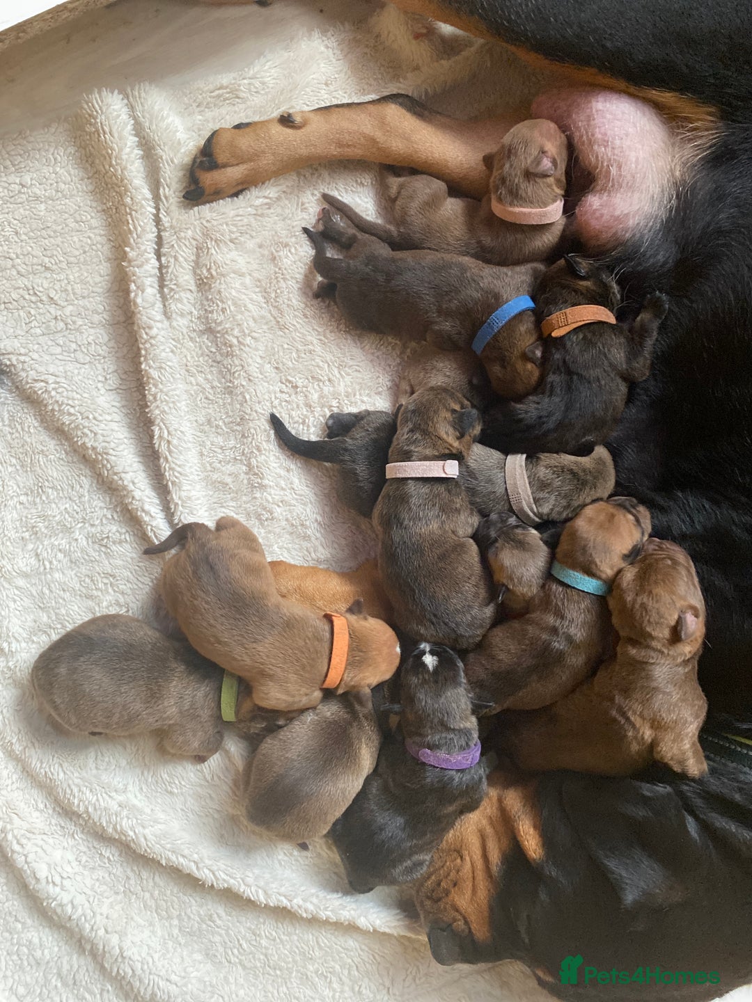 Mixed Breed dogs for sale: Rottweiler  ** taffy puppies - Image 4