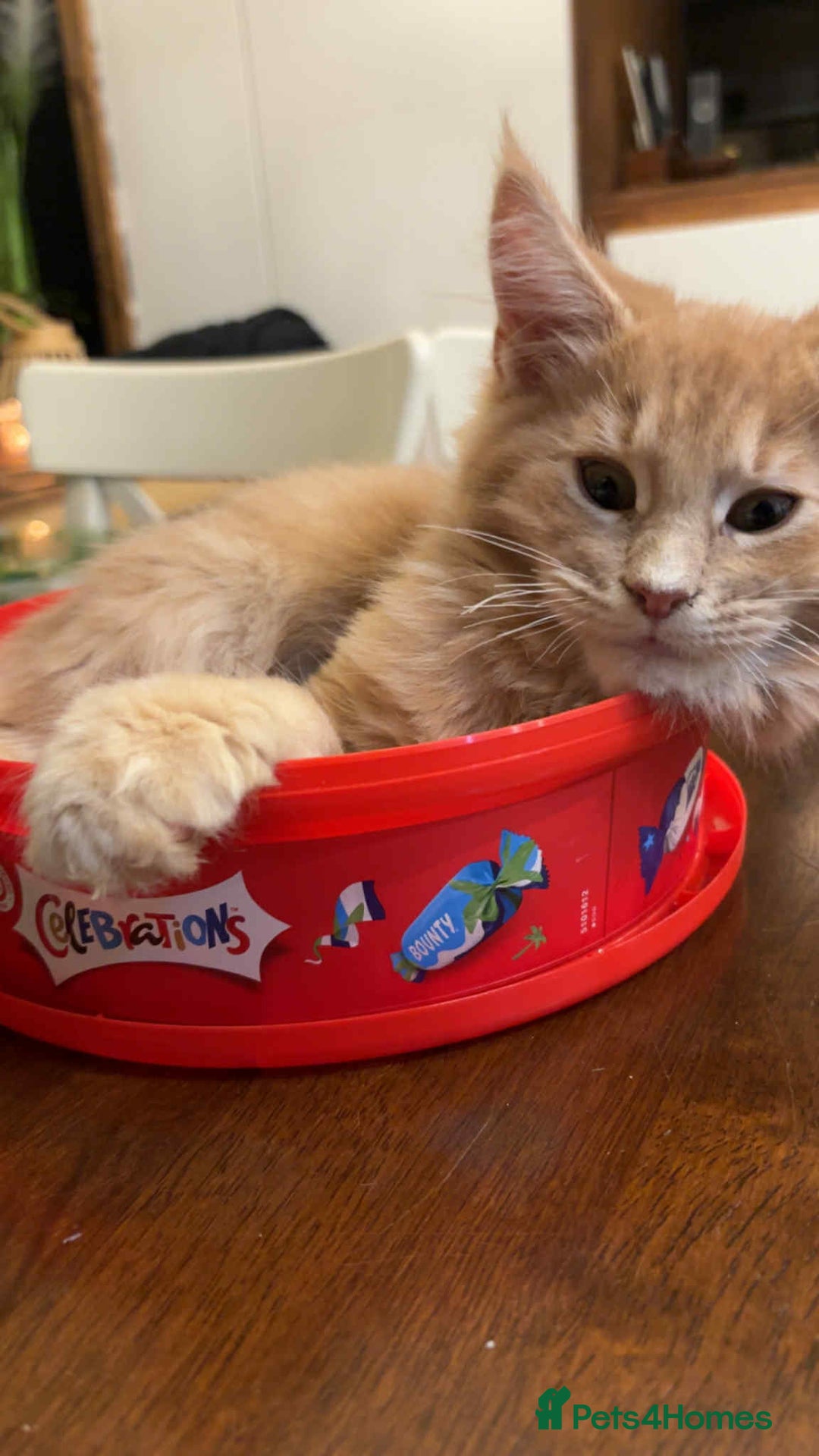 Maine Coon cats for sale: Maine coon cream xl - Advert 4