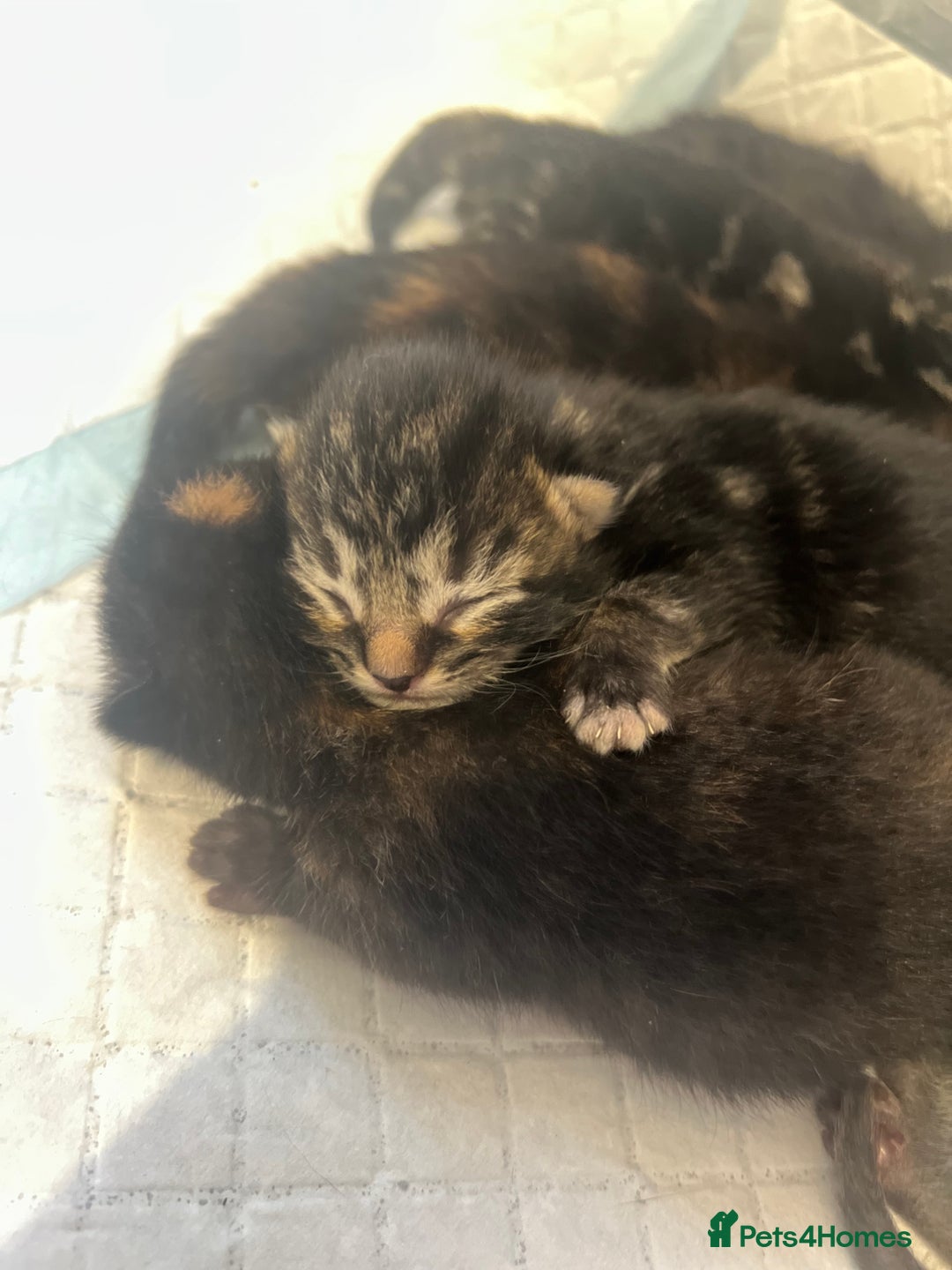British Shorthair cats for sale: baby cats  - Image 1