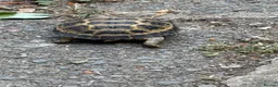 Tortoise reptiles for sale: Tortoise for rehoming - Advert 3