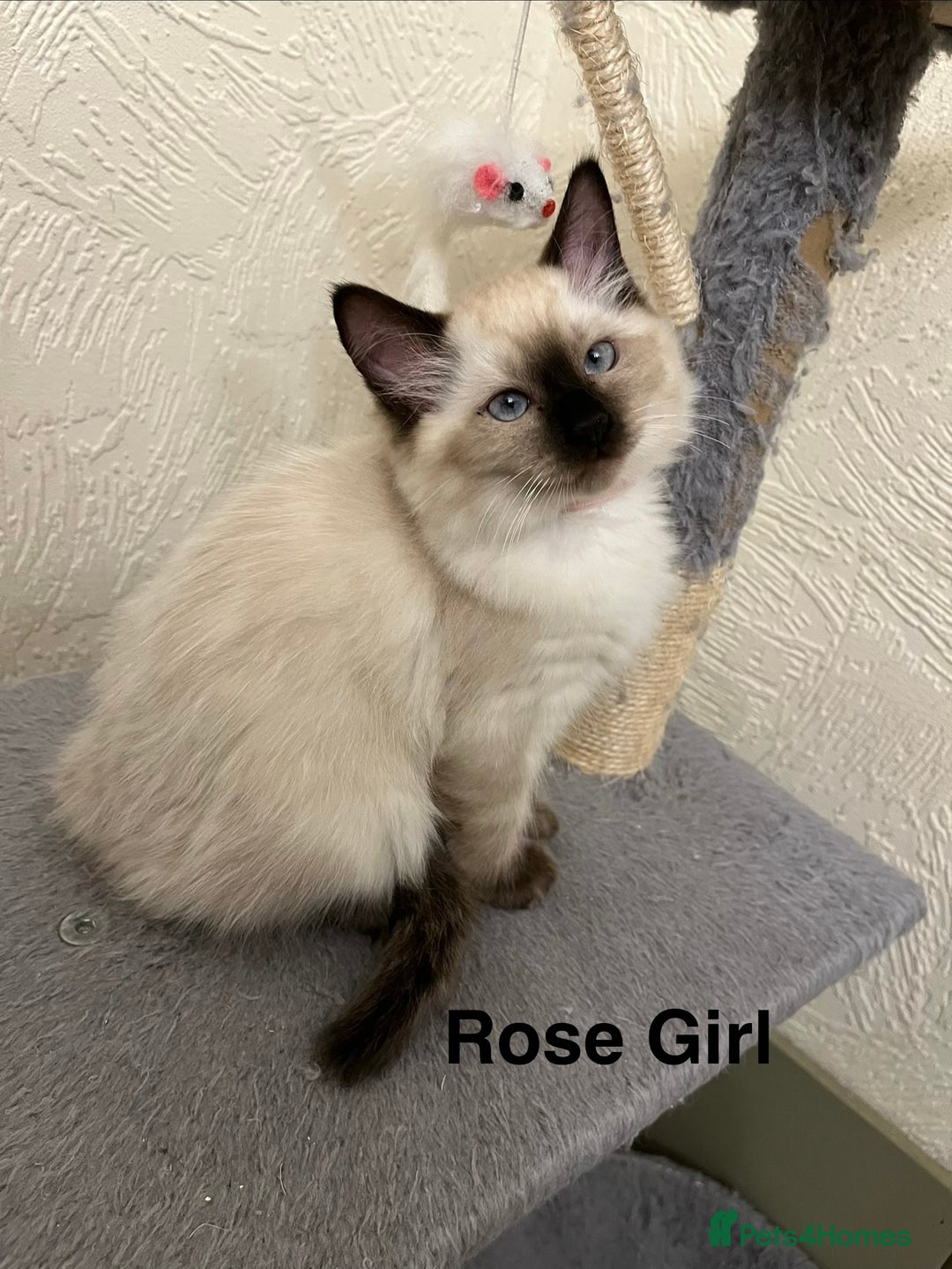 Ragdoll cats for sale: ❤️5 Beautiful Pure Ragdoll Kittens❗️❤️🐈 - Advert 32