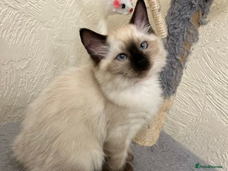 Ragdoll cats ❤️Just Only One Girl Left❗️❤️🐈 - Advert 5