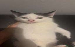 American Shorthair cats for sale: 8 weeks old black and white kitten - Image 6