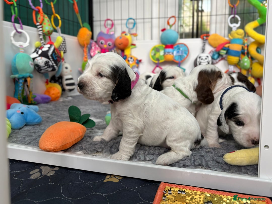 Cocker Spaniel dogs for sale: KC Reg; Home Raised; Low COI; DNA CLEAR; Show Type - Image 37