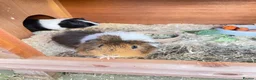Guinea Pig rodents for sale: 2 Male Guinea Pigs in Liverpool - Advert 3