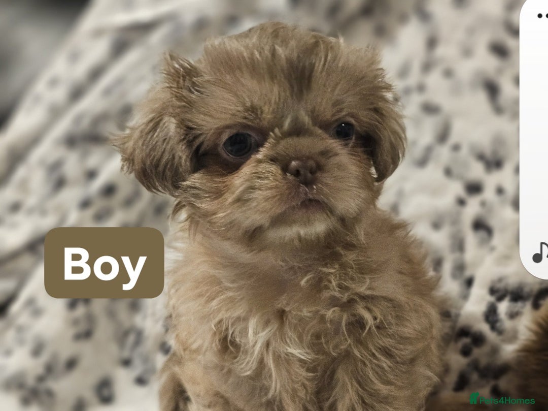 Shih Tzu dogs for sale: Beautiful shih tzu puppies  - Advert 9