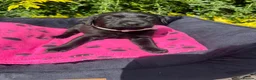 Labrador Retriever dogs for sale: 🐾 READY NOW🐾 FTCH Labrador Puppies - Advert 28
