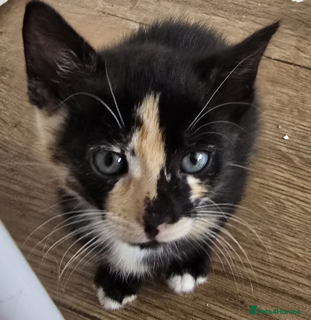 Mixed Breed cats for sale: 6 kittens avaliable from 3rd August 2025 - Image 6