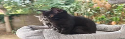 Mixed Breed cats for sale: Bengal Marble & Turkish Agora - Advert 3