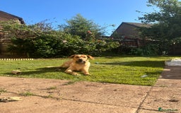 Golden Retriever dogs for sale: Golden Labrador  - Image 1